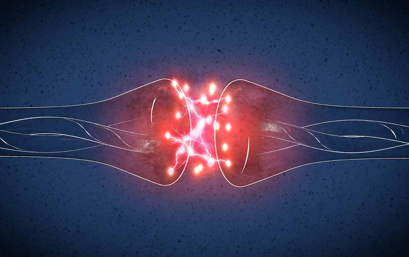 Synapse structure permits neuron nerve